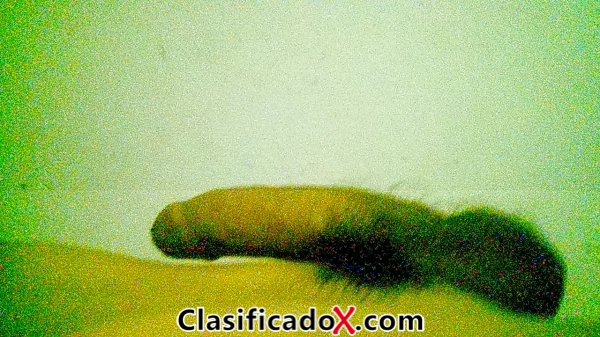 ClasificadoX - Anuncios clasificados relax y contenido erótico