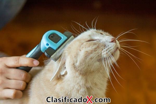 ClasificadoX - Anuncios clasificados relax y contenido erótico