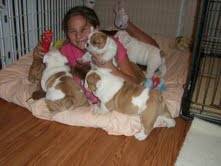 Bulldog Inglés cachorros en adopción