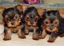 Cachorros de Yorkies Terrier para adopción