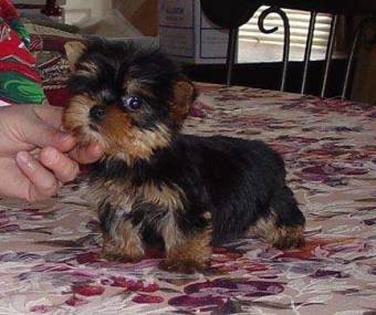 Yorkies Terrier Cachorros para adopción