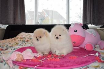 Cachorros de Pomerania para tu hogar.