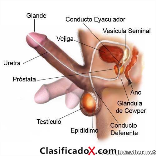 ClasificadoX - Anuncios clasificados relax y contenido erótico