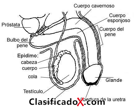 ClasificadoX - Anuncios clasificados relax y contenido erótico