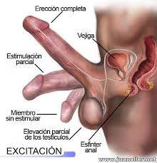 MASAJE  PROSTATICO  ARA CABALLEROS CUENTO CON LUGAR   EVITA SER PRECOZ