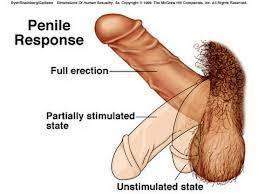 GEL BACH  PARA ERECSIONES DURDERAS     POR MAS  DE  40 MINUTOS