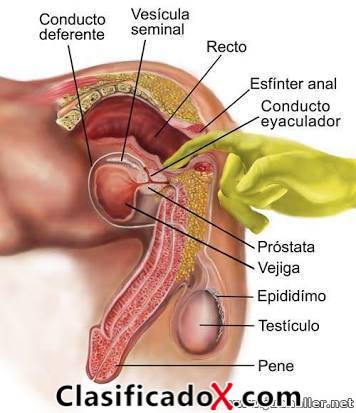 ClasificadoX - Anuncios clasificados relax y contenido erótico