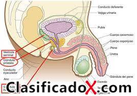 ClasificadoX - Anuncios clasificados relax y contenido erótico