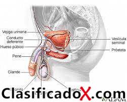 ClasificadoX - Anuncios clasificados relax y contenido erótico