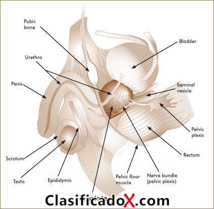 ClasificadoX - Anuncios clasificados relax y contenido erótico
