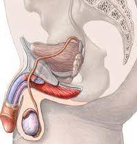 MASAJE PROSTATICO PARA CABALLEROS EVITA SER PRECOS ERECSIONES FUERTES