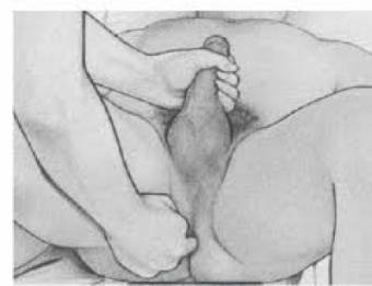 ****************************pon mucha  atencion  si tu problema es  que  te vienes rapido  o no hay erecsion
