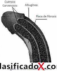 ClasificadoX - Anuncios clasificados relax y contenido erótico