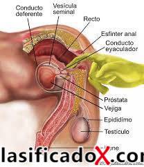 ClasificadoX - Anuncios clasificados relax y contenido erótico