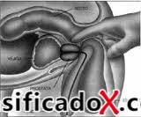 ClasificadoX - Anuncios clasificados relax y contenido erótico