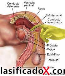 ClasificadoX - Anuncios clasificados relax y contenido erótico
