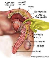 domingo  con  lugar  masaje  prostatico  profesional