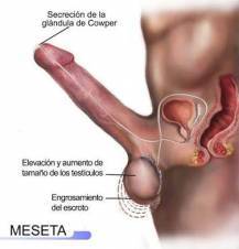 masaje  prostatico para caballeros  con  erecsiones no duraderas y flasidas