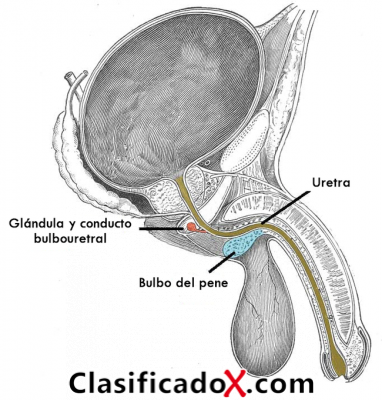 ClasificadoX - Anuncios clasificados relax y contenido erótico