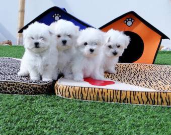 Two Top Class Maltese Puppies Available