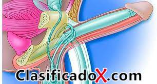 ClasificadoX - Anuncios clasificados relax y contenido erótico